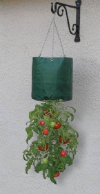 Hanging tomato bag